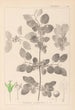 Ranskalaisen kasvilajiston herbarium Pl0147 - Louis Antoine Cusin — näkymä teoksesta
