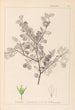 Ranskalaisen kasvilajiston herbarium Pl0148 - Louis Antoine Cusin — näkymä teoksesta
