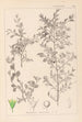Ranskalaisen kasvilajiston herbarium Pl0149 - Louis Antoine Cusin — näkymä teoksesta