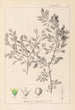Ranskalaisen kasvilajiston herbarium Pl0150 - Louis Antoine Cusin — näkymä teoksesta