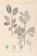 Ranskalaisen kasvilajiston herbarium Pl0151 - Louis Antoine Cusin — näkymä teoksesta