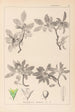 Ranskalaisen kasvilajiston herbarium Pl0152 - Louis Antoine Cusin — näkymä teoksesta