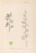Ranskalaisen kasvilajiston herbarium Pl0153 - Louis Antoine Cusin — näkymä teoksesta