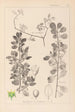 Ranskalaisen kasvilajiston herbarium Pl0154 - Louis Antoine Cusin — näkymä teoksesta