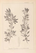 Ranskalaisen kasvilajiston herbarium Pl0155 - Louis Antoine Cusin — näkymä teoksesta