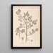 Ranskalaisen kasvilajiston herbarium Pl0156 - Louis Antoine Cusin — kehystetty taideteos seinällä