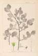 Ranskalaisen kasvilajiston herbarium Pl0156 - Louis Antoine Cusin — näkymä teoksesta