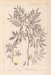 Ranskalaisen kasvilajiston herbarium Pl0157 - Louis Antoine Cusin — näkymä teoksesta