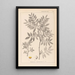 Ranskalaisen kasvilajiston herbarium Pl0157 - Louis Antoine Cusin — kehystetty taideteos seinällä