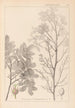 Ranskalaisen kasvilajiston herbarium Pl0158 - Louis Antoine Cusin — näkymä teoksesta