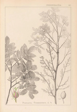 Louis Antoine Cusin - Herbier de la flore franaise Pl0158.webp