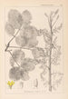 Ranskalaisen kasvilajiston herbarium Pl0159 - Louis Antoine Cusin — näkymä teoksesta