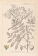 Ranskalaisen kasvilajiston herbarium Pl0160 - Louis Antoine Cusin — näkymä teoksesta