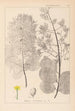 Ranskalaisen kasvilajiston herbarium Pl0161 - Louis Antoine Cusin — näkymä teoksesta