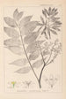 Ranskan kasvilajiston herbarium Pl0162 - Louis Antoine Cusin — näkymä teoksesta