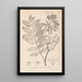 Ranskan kasvilajiston herbarium Pl0162 - Louis Antoine Cusin — kehystetty taideteos seinällä
