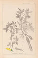 Ranskan kasvilajiston herbarium Pl0163 - Louis Antoine Cusin — näkymä teoksesta