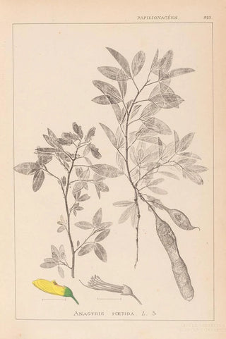 Louis Antoine Cusin - Herbier de la flore franaise Pl0163.webp