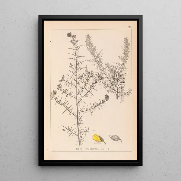 Louis Antoine Cusin - Herbier de la flore franaise Pl0164.webp
