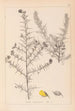 Ranskan kasvilajiston herbarium Pl0164 - Louis Antoine Cusin — näkymä teoksesta