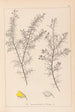 Ranskan kasvilajiston herbarium Pl0165 - Louis Antoine Cusin — näkymä teoksesta