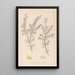 Ranskan kasvilajiston herbarium Pl0165 - Louis Antoine Cusin — kehystetty taideteos seinällä