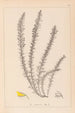 Ranskan kasvilajiston herbarium Pl0166 - Louis Antoine Cusin — näkymä teoksesta