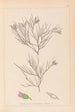 Ranskan kasvilajiston herbarium Pl0167 - Louis Antoine Cusin — näkymä teoksesta