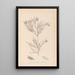 Ranskan kasvilajiston herbarium Pl0167 - Louis Antoine Cusin — kehystetty taideteos seinällä