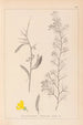 Ranskan kasvilajiston herbarium Pl0168 - Louis Antoine Cusin — näkymä teoksesta