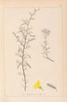 Ranskan kasvilajiston herbarium Pl0169 - Louis Antoine Cusin — näkymä teoksesta