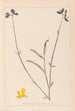 Ranskan kasvilajiston herbarium Pl0170 - Louis Antoine Cusin — näkymä teoksesta