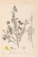 Ranskan kasvilajiston herbarium Pl0171 - Louis Antoine Cusin — näkymä teoksesta
