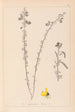 Ranskan kasvilajiston herbarium Pl0172 - Louis Antoine Cusin — näkymä teoksesta