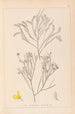 Ranskan kasvilajiston herbarium Pl0173 - Louis Antoine Cusin — näkymä teoksesta
