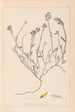 Ranskan kasvilajiston herbarium Pl0174 - Louis Antoine Cusin — näkymä teoksesta
