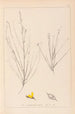 Ranskan kasvilajiston herbarium Pl0175 - Louis Antoine Cusin — näkymä teoksesta