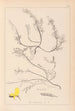 Ranskan kasvilajiston herbarium Pl0176 - Louis Antoine Cusin — näkymä teoksesta