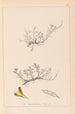 Ranskan kasvilajiston herbarium Pl0177 - Louis Antoine Cusin — näkymä teoksesta