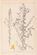 Ranskan kasvilajiston herbarium Pl0178 - Louis Antoine Cusin — näkymä teoksesta