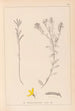 Ranskan kasvilajiston herbarium Pl0179 - Louis Antoine Cusin — näkymä teoksesta