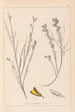 Ranskan kasvilajiston herbarium Pl0180 - Louis Antoine Cusin — näkymä teoksesta