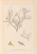 Ranskan kasvilajiston herbarium Pl0181 - Louis Antoine Cusin — näkymä teoksesta