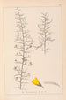 Ranskan kasvilajiston herbarium Pl0182 - Louis Antoine Cusin — näkymä teoksesta