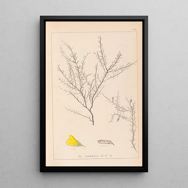 Louis Antoine Cusin - Herbier de la flore franaise Pl0183.webp