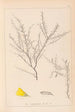 Ranskan kasvilajiston herbarium Pl0183 - Louis Antoine Cusin — näkymä teoksesta