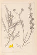 Ranskan kasvilajiston herbarium Pl0184 - Louis Antoine Cusin — näkymä teoksesta