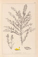 Ranskan kasvilajiston herbarium Pl0185 - Louis Antoine Cusin — näkymä teoksesta