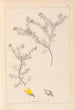 Ranskan kasvilajiston herbarium Pl0186 - Louis Antoine Cusin — näkymä teoksesta
