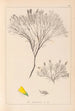 Ranskalaisen kasviston herbarium Pl0187 - Louis Antoine Cusin — näkymä teoksesta